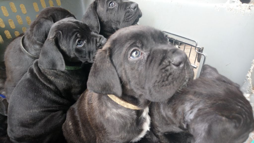 Des Veilleurs De Saint Agnan - Cane Corso - Portée née le 02/04/2018