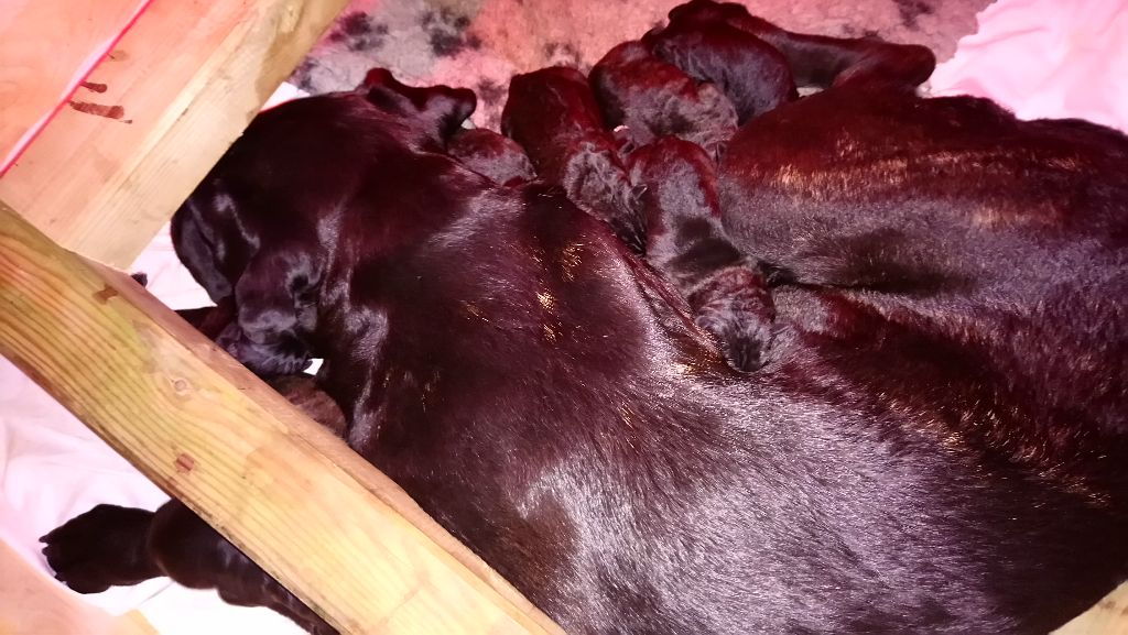 Chiots  disponible